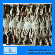 Competitive Price blue swimming crab